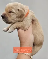 Orange Collar Female , a female Golden Retriever for sale in Mocksville, NC – 6 of 10