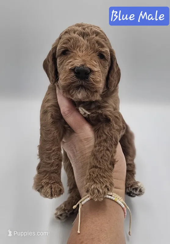 Blue Male – Goldendoodle puppy for sale in Mocksville, NC