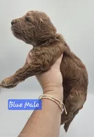Blue Male, a male Goldendoodle for sale in Mocksville, NC – 4 of 8