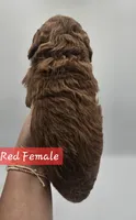 Red Female , a female Goldendoodle for sale in Mocksville, NC – 10 of 10