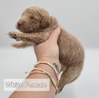 White Female , a female Goldendoodle for sale in Mocksville, NC – 6 of 10