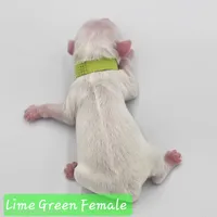 Lime Green Female , a female Cockapoo for sale in Mocksville, NC – 7 of 7