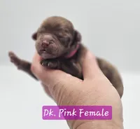 Dark Pink Collar Female , a female Cockapoo for sale in Mocksville, NC – 5 of 10