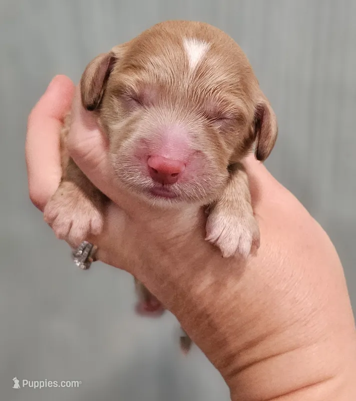 Red Collar Female – Cockapoo puppy for sale in Clemmons, NC