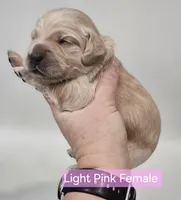 Mini Golden Cocker Retriever- Pink, a female Golden Cocker Retriever for sale in Mocksville, NC – Photo 6 of 10