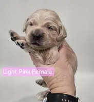 Mini Golden Cocker Retriever- Pink, a female Golden Cocker Retriever for sale in Mocksville, NC – Photo 5 of 10