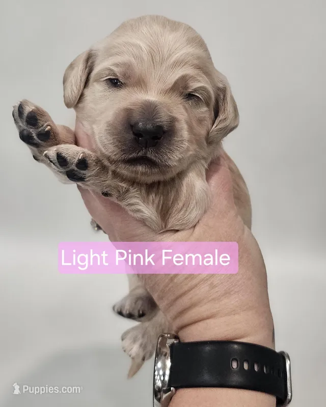 Mini Golden Cocker Retriever- Pink – Golden Cocker Retriever puppy for sale in Mocksville, NC