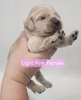 Mini Golden Cocker Retriever- Pink, a female Golden Cocker Retriever for sale in Mocksville, NC – Photo 4 of 10