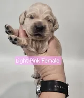 Mini Golden Cocker Retriever- Pink, a female Golden Cocker Retriever for sale in Mocksville, NC – Photo 2 of 10