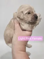 Mini Golden Cocker Retriever- Pink, a female Golden Cocker Retriever for sale in Mocksville, NC – Photo 8 of 10