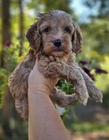 Ollie - Green Collar Male , a male Cockapoo for sale in Mocksville, NC – 6 of 7