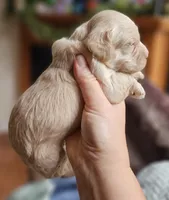 Red Female, a female Cockapoo for sale in Mocksville, NC – 6 of 10