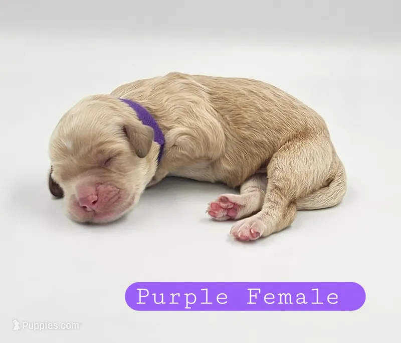 Purple Female – Cockapoo puppy for sale in Mocksville, NC