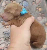 Blue Collar Male, a male Goldendoodle for sale in Mocksville, NC – 2 of 9