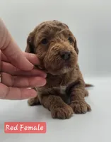 Red Female , a female Goldendoodle for sale in Mocksville, NC – 6 of 10