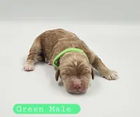 Green Male, a male Cockapoo for sale in Mocksville, NC – 2 of 4
