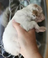 CKC White & Apricot Female , a female Cockapoo for sale in Clemmons, NC – 8 of 10