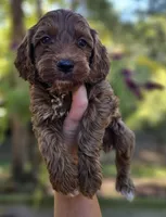 Quinn - Red Collar Male, a male Cockapoo for sale in Mocksville, NC – 4 of 7