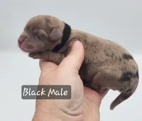 Black Collar Male, a male Cockapoo for sale in Mocksville, NC – 7 of 9
