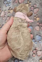 Pink Collar Female, a female Goldendoodle for sale in Mocksville, NC – 10 of 10