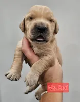 Red Collar Female, a female Golden Retriever for sale in Mocksville, NC – 7 of 10