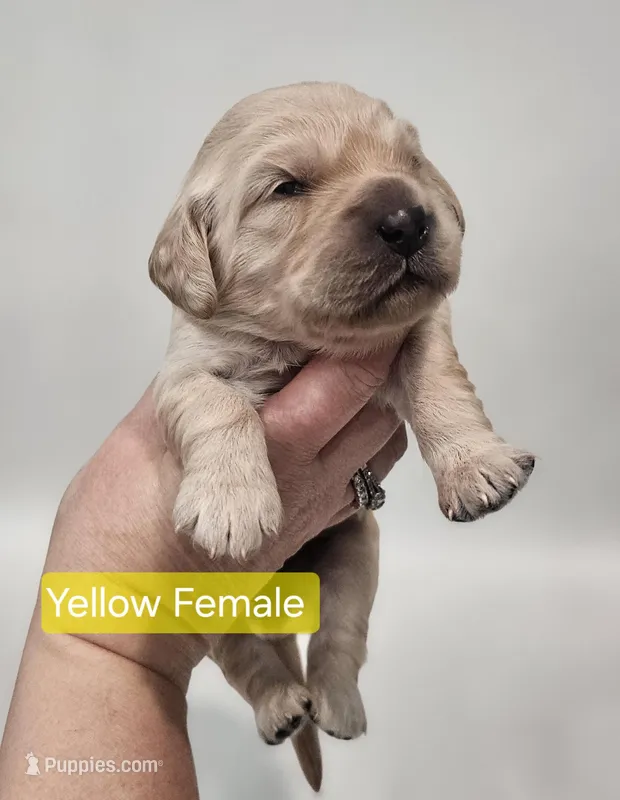 Mini Golden Cocker Retriever- Yellow  – Golden Cocker Retriever puppy for sale in Mocksville, NC