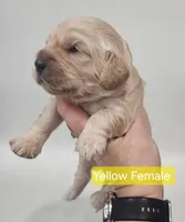 Mini Golden Cocker Retriever- Yellow , a female Golden Cocker Retriever for sale in Mocksville, NC – Photo 9 of 9