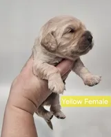 Mini Golden Cocker Retriever- Yellow , a female Golden Cocker Retriever for sale in Mocksville, NC – Photo 7 of 9