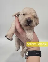 Mini Golden Cocker Retriever- Yellow , a female Golden Cocker Retriever for sale in Mocksville, NC – Photo 6 of 9