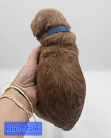 Blue Male , a male Goldendoodle for sale in Mocksville, NC – 2 of 9