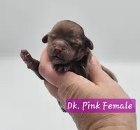 Dark Pink Collar Female , a female Cockapoo for sale in Mocksville, NC – 6 of 10