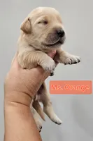 Orange Collar Female , a female Golden Retriever for sale in Mocksville, NC – 4 of 10