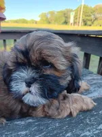 Green Collar Male, a male Shihpoo for sale in Mocksville, NC – 2 of 2