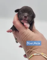 Blue Collar Male , a male Cockapoo for sale in Mocksville, NC – 8 of 9