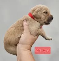 Red Collar Female, a female Golden Retriever for sale in Mocksville, NC – 5 of 10