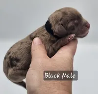 Black Collar Male, a male Cockapoo for sale in Mocksville, NC – 4 of 9