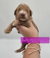 Dark Pink Female , a female Goldendoodle for sale in Mocksville, NC – 9 of 9