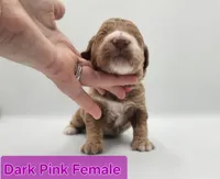 Dark Pink Female , a female Goldendoodle for sale in Mocksville, NC – 5 of 9