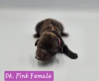 Dark Pink Collar Female , a female Cockapoo for sale in Mocksville, NC – 10 of 10