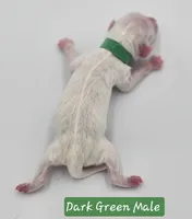 Dark Green Collar Male , a male Cockapoo for sale in Mocksville, NC – 5 of 8