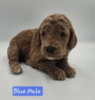 Blue Male, a male Goldendoodle for sale in Mocksville, NC – 8 of 8