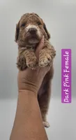 Dark Pink Female , a female Goldendoodle for sale in Mocksville, NC – 9 of 9