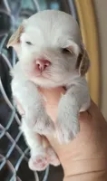 CKC White & Apricot Female , a female Cockapoo for sale in Clemmons, NC – 6 of 10