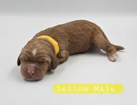 Yellow Male, a male Cockapoo for sale in Mocksville, NC – 5 of 5