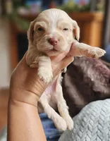 Red Female, a female Cockapoo for sale in Mocksville, NC – 7 of 10