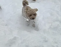 Maple, a female Poodle - Miniature  for sale in Mocksville, NC – Photo 2 of 2