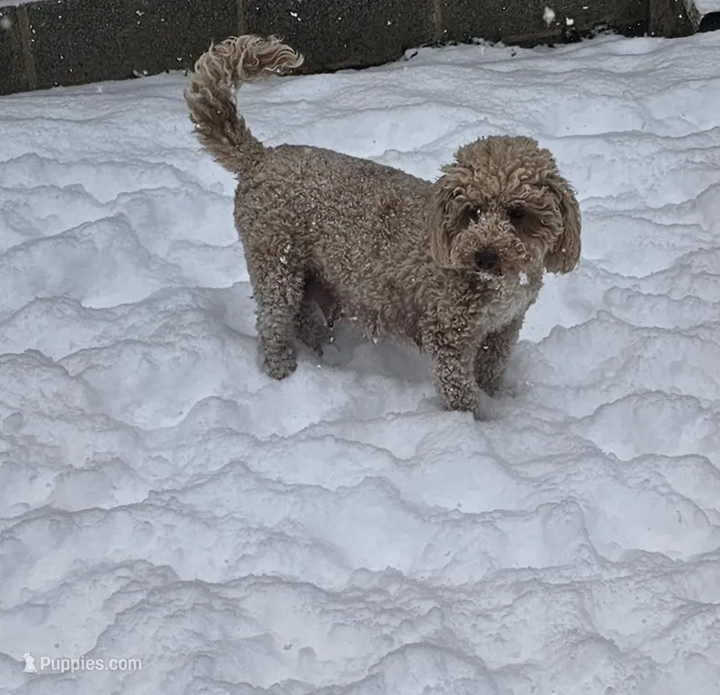 Maple – Poodle - Miniature  puppy for sale in Mocksville, NC