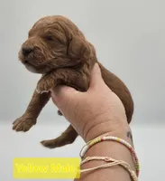 Yellow Male , a male Goldendoodle for sale in Mocksville, NC – 7 of 9