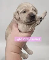 Mini Golden Retriever - Ms. Pink, a female Golden Retriever for sale in Mocksville, NC – Photo 7 of 10