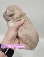 Mini Golden Retriever - Ms. Pink, a female Golden Retriever for sale in Mocksville, NC – Photo 10 of 10